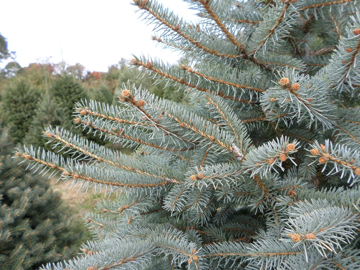 Blue Spruce Branch