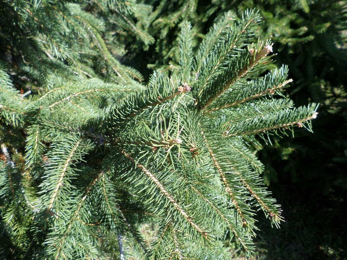 Norway Spruce Branch